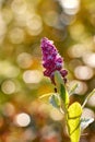 Purple lilac on a stalk in droplets of morning dew. Royalty Free Stock Photo