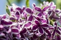 Lilac in spring, gentle floral artistic image