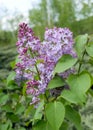 Lilac in the spring Royalty Free Stock Photo