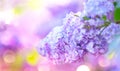 Lilac spring violet flowers bunch. Beautiful blooming violet Lilac flower in a garden