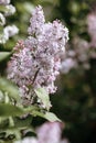 Lilac in summer. A branch of lilac on a bush. Lilac flowers. Lilac bush