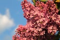 Lilac at sunset. Spring evening. Royalty Free Stock Photo
