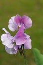 Lilac sweet pea flowers in close up