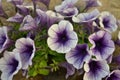 Lilac sweet sunshine petunia flowers in bloom