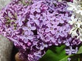 Lilac. All types of lilac differ in beautiful colors, which is why they are bred in gardens.