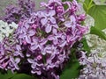 Lilac. All types of lilac differ in beautiful colors, which is why they are bred in gardens.