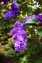 lilac syringa flower Royalty Free Stock Photo