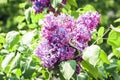 Lilac Syringa flower in blossom with leaves texture background, plants in a garden Royalty Free Stock Photo