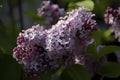 Lilac (Syringa) (Generative AI)