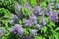 Lilac Syringa flower Royalty Free Stock Photo