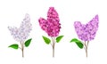 Lilac or Syringa Flowers with Showy Aromatic Blossom on Stem Vector Set