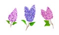 Lilac or Syringa Flowers with Showy Aromatic Blossom on Stem Vector Set