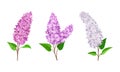 Lilac or Syringa Flowers with Showy Aromatic Blossom on Stem Vector Set