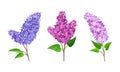 Lilac or Syringa Flowers with Showy Aromatic Blossom on Stem Vector Set