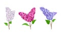 Lilac or Syringa Flowers with Showy Aromatic Blossom on Stem Vector Set