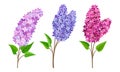 Lilac or Syringa Flowers with Showy Blossom Isolated on White Background Vector Set