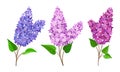 Lilac or Syringa Flowers with Showy Blossom Isolated on White Background Vector Set