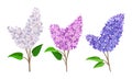 Lilac or Syringa Flowers with Showy Blossom Isolated on White Background Vector Set