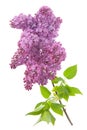 Lilac (Syringa vulgaris)