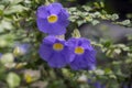 Lilac Thunbergia flowers Royalty Free Stock Photo