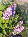 Lilac tree Royalty Free Stock Photo