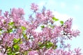 Lilac tree Syringa vulgaris