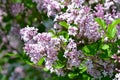 Lilac tree Syringa vulgaris