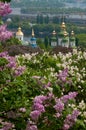 Lilac tree blossom in Kiev Royalty Free Stock Photo