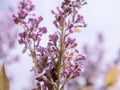 Lilac tree blossom in spring Royalty Free Stock Photo