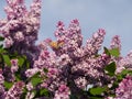 Lilac tree with flowers in Sunny weather
