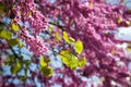 Lilac tree /spring Royalty Free Stock Photo