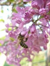 Lilac tree in spring with bee, Bulgaria Royalty Free Stock Photo