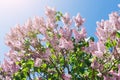 Lilac tree spring blossom, branch with flowers closeup Royalty Free Stock Photo