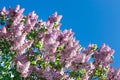 Lilac tree spring blossom, branch with flowers closeup Royalty Free Stock Photo