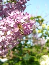 Lilac tree in spring with flight bee, Bulgaria Royalty Free Stock Photo