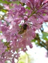 Lilac tree in spring with flight big bee, Bulgaria Royalty Free Stock Photo