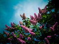 Lilac tree . Spring time.purple beauty . Royalty Free Stock Photo