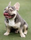 Lilac Trindle French Bulldog Puppy Male Panting and Sticking Tongue Out Royalty Free Stock Photo