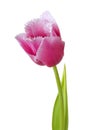 Lilac tulip Royalty Free Stock Photo