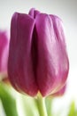 Lilac tulip Royalty Free Stock Photo