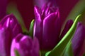 A lilac tulip bud. Macro. Lilac Tulips. Bud, petals, bouquet