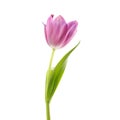 Lilac tulip flower head isolated on white Royalty Free Stock Photo