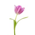 Lilac tulip flower head isolated on white Royalty Free Stock Photo