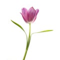 Lilac tulip flower head isolated on white Royalty Free Stock Photo