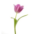 Lilac tulip flower head isolated on white