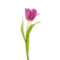 Lilac tulip flower head isolated on white Royalty Free Stock Photo