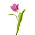 Lilac tulip flower head isolated on white Royalty Free Stock Photo