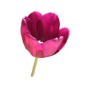 Lilac tulip flower head isolated on white background Royalty Free Stock Photo