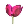 Lilac tulip flower head isolated on white background