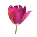 Lilac tulip flower head isolated on white background Royalty Free Stock Photo